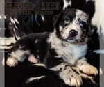 Small Photo #1 Australian Shepherd Puppy For Sale in OWEGO, NY, USA