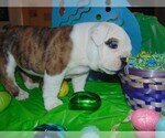 Small Photo #22 English Bulldog Puppy For Sale in HAMILTON, OH, USA