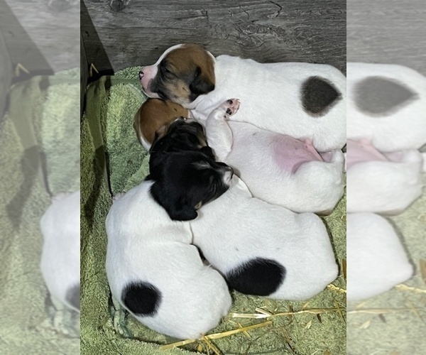 Medium Photo #1 Jack Russell Terrier Puppy For Sale in ORRVILLE, OH, USA