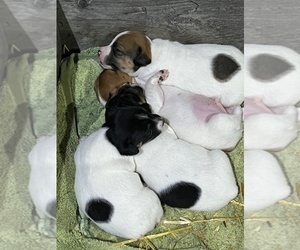 Jack Russell Terrier Puppy for Sale in ORRVILLE, Ohio USA