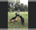 Small Photo #19 German Shepherd Dog Puppy For Sale in ASHLAND, MO, USA