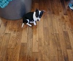 Small Photo #2 Chihuahua Puppy For Sale in MARIETTA, GA, USA
