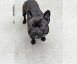 Small French Bulldog