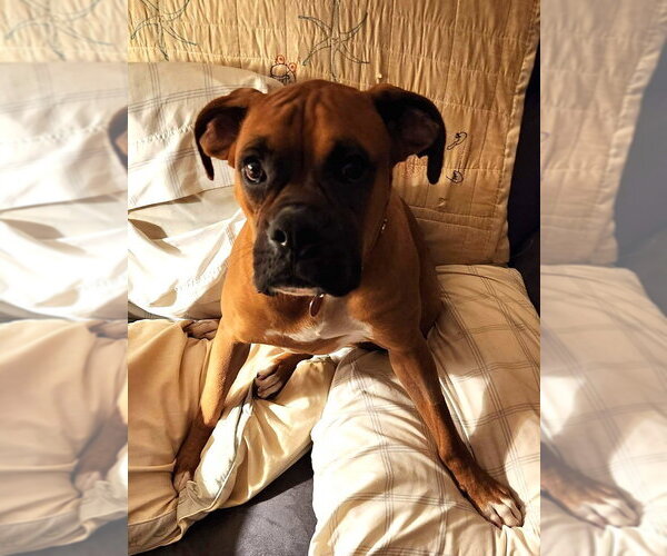 Medium Photo #2 Boxer Puppy For Sale in Austin, TX, USA