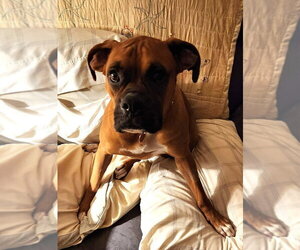 Roscoe IV - Male Boxer Dog for Adoption - Photo #2