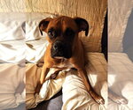 Small #1 Boxer