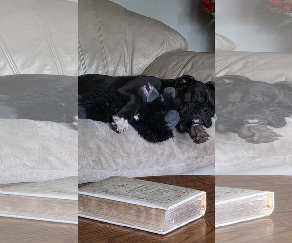 Medium Photo #2 Boxer Puppy For Sale in Woodbury, MN, USA