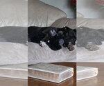 Small Photo #2 Boxer Puppy For Sale in Woodbury, MN, USA