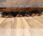 Small Photo #14 Rottweiler Puppy For Sale in TULSA, OK, USA