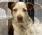 Small Photo #32 Mutt Puppy For Sale in Pompano Beach , FL, USA