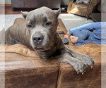 Small #10 Mutt