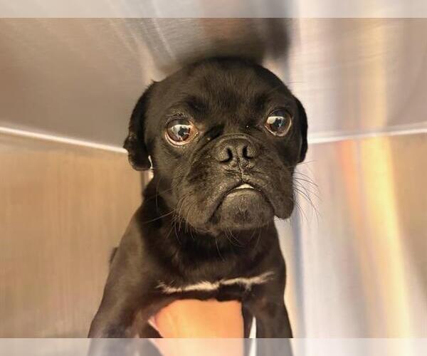 Medium Photo #1 Pug Puppy For Sale in Orange, CA, USA