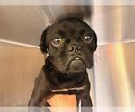 Small Pug