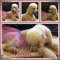 Mother of the Poodle (Standard) puppies born on 12/07/2017