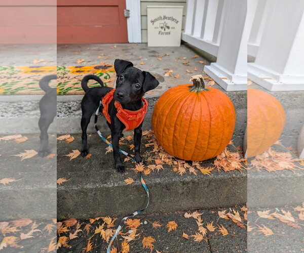 Medium Photo #1 Chihuahua-Unknown Mix Puppy For Sale in Bellevue, WA, USA
