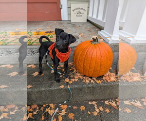 Chihuahua-Unknown Mix Dogs for adoption in Bellevue, WA, USA
