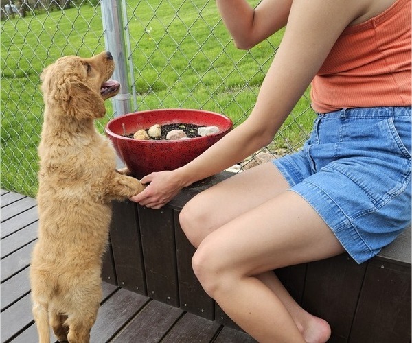 Medium Photo #9 Golden Retriever Puppy For Sale in EARLHAM, IA, USA