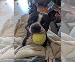 Small #4 Boston Terrier