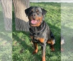Small Photo #1 Rottweiler Puppy For Sale in DENVER, CO, USA