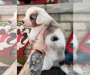 Miniature Australian Shepherd Puppy for sale in MILTON, WI, USA