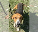 Small #1 Treeing Walker Coonhound