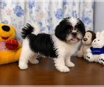 Small #7 Shih Tzu