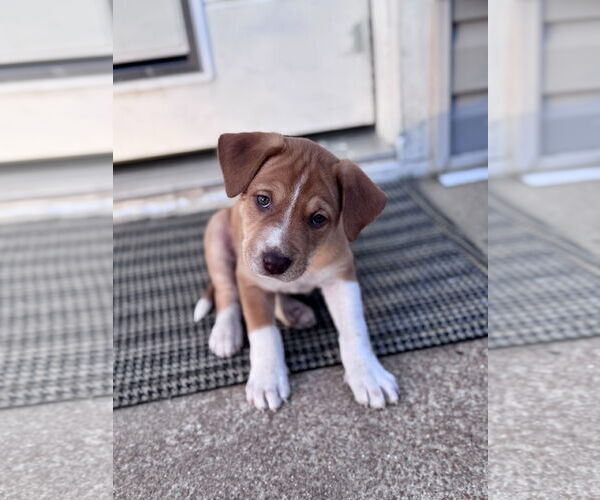 Medium Photo #3 Mutt Puppy For Sale in Hillsboro, MO, USA
