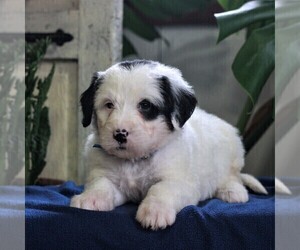 Bernedoodle-Poodle (Miniature) Mix Puppy for sale in EAST EARL, PA, USA