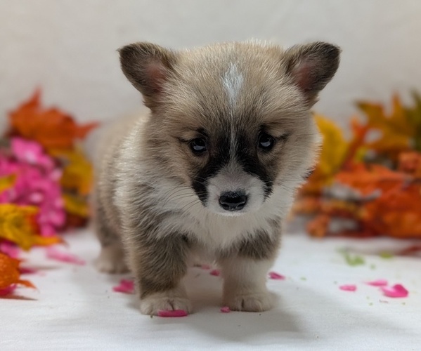 Medium Photo #4 Pembroke Welsh Corgi Puppy For Sale in GOSHEN, IN, USA