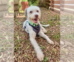 Small Photo #3 Poodle (Standard)-Unknown Mix Puppy For Sale in Marina Del Rey, CA, USA