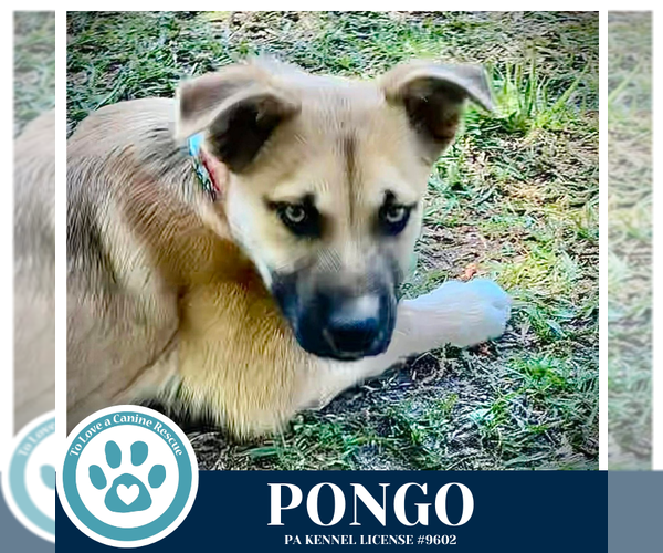 Medium Photo #2 Mutt Puppy For Sale in Kimberton, PA, USA