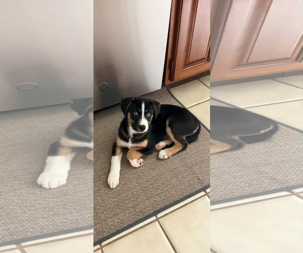Medium Photo #2 Australian Shepherd-Unknown Mix Puppy For Sale in Mechanicsburg, PA, USA