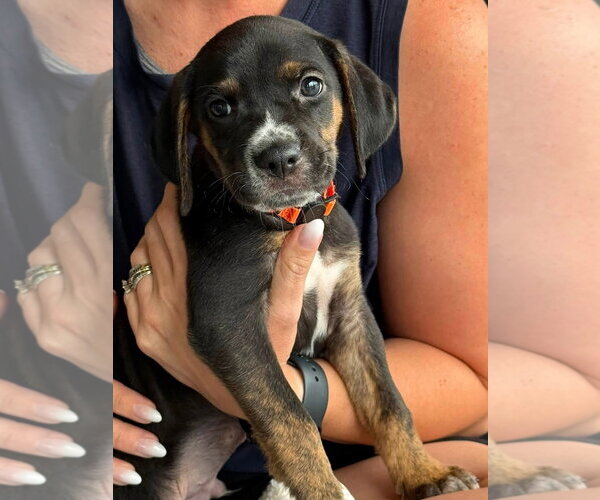 Medium Photo #1 Mutt Puppy For Sale in Gilberts, IL, USA