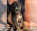 Small Mutt