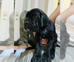 Small Photo #15 Cane Corso Puppy For Sale in HOLTVILLE, CA, USA
