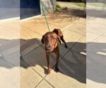Small Photo #2 Redbone Coonhound-Unknown Mix Puppy For Sale in New York, NY, USA
