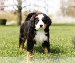 Bernese Mountain Dog Puppy for sale in WOLCOTTVILLE, IN, USA