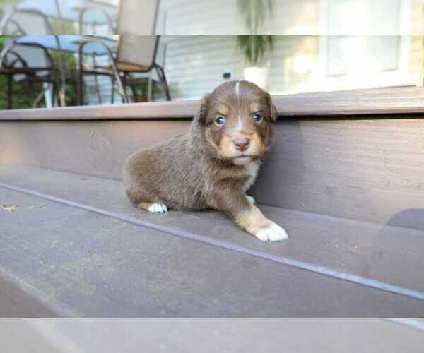 Medium Photo #51 Miniature Australian Shepherd Puppy For Sale in DAWSON, GA, USA