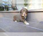 Small Photo #51 Miniature Australian Shepherd Puppy For Sale in DAWSON, GA, USA