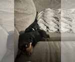 Small #29 Rottweiler