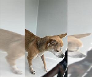 Chihuahua Dogs for adoption in Houston, TX, USA