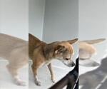 Small Chihuahua