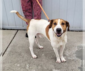 Treeing Walker Coonhound-Unknown Mix Dogs for adoption in Louisville, KY, USA