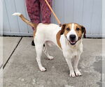 Small Treeing Walker Coonhound Mix
