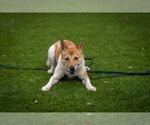 Small Photo #2 Shiba Inu-Unknown Mix Puppy For Sale in Agoura Hills, CA, USA
