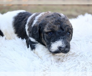 Bernedoodle (Miniature) Puppy for Sale in KNOB NOSTER, Missouri USA