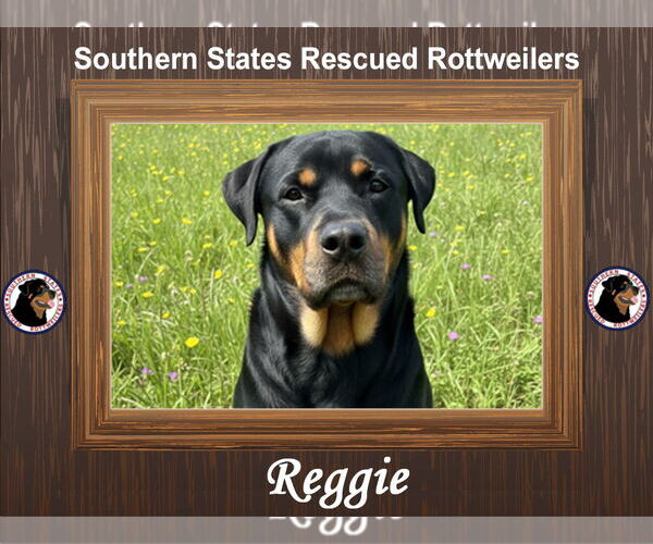 Medium Photo #1 Rottweiler Puppy For Sale in White Hall, AR, USA