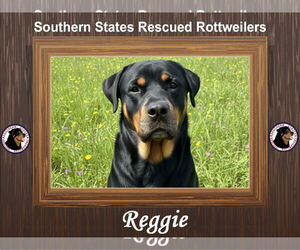 Rottweiler Dogs for adoption in White Hall, AR, USA
