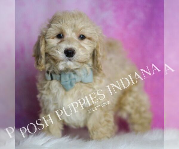 Medium Photo #4 Maltipoo Puppy For Sale in WARSAW, IN, USA