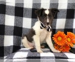 Small Photo #9 Shetland Sheepdog Puppy For Sale in LAKELAND, FL, USA
